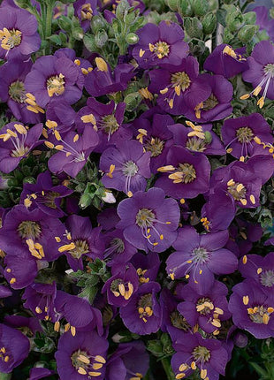 'Heavenly Habit' Polemonium Seeds