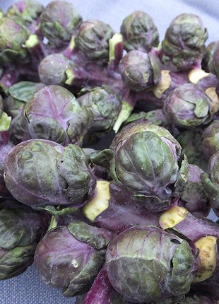 Brussels Sprouts Redarling F1