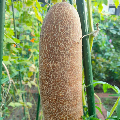 Old Cucumber Seeds