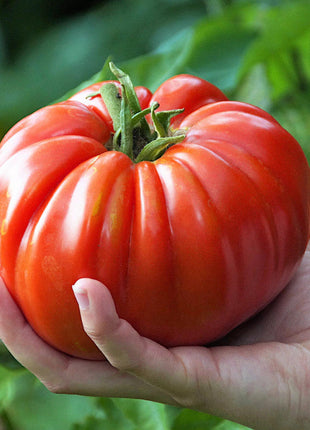 Beafsteak Tomato Seeds