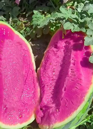 Pink Mist Watermelon Seeds🍉✨