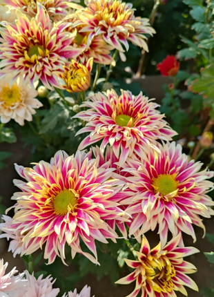 Rare Treasure Chrysanthemum Seeds
