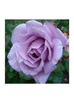 50pcs/Bag Climbing Rose Seeds
