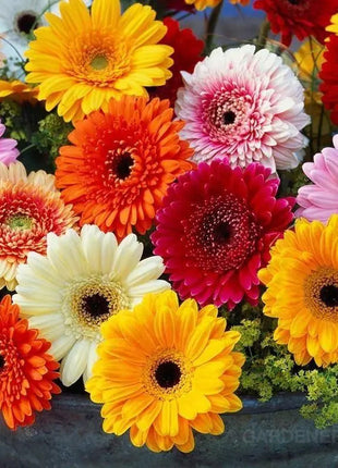 Mixed Gerbera Flower Seeds