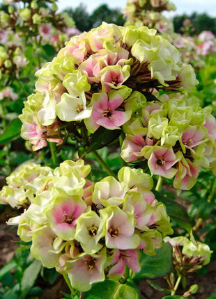 Phlox Beauty Mixed Color - Flower Seeds