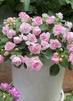 Double Impatiens Seeds - A Symphony of Petals in Nature's Garden