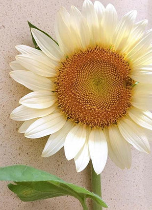 Butter Sunflower Seeds