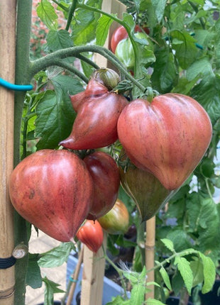 Crushed Heart Tomato Seeds  Organic Heirloom Tomatoes