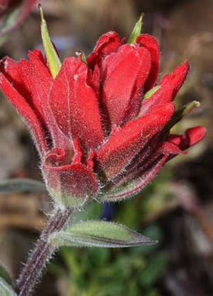 Red INDIAN PAINTBRUSH Castilleja Indivisa Flower Seeds