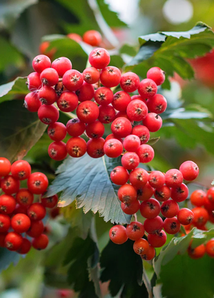 Hawthorn Seeds