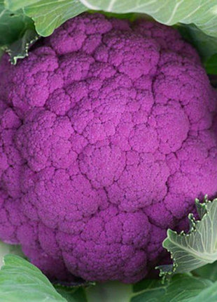 Cauliflower Graffiti F1