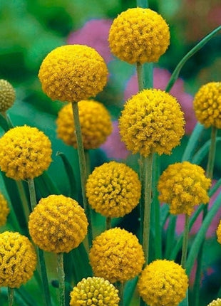 Craspedia flower - 50 Seeds - Non GMO