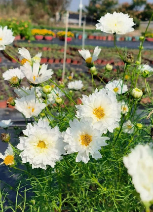 🌸Double Cosmos Seeds-Flower of Happiness