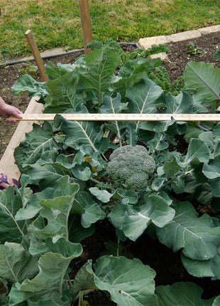 Broccoli Emerald Crown F1