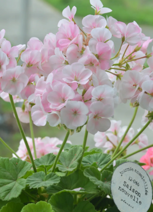 🌸Geranium - Happiness Is Around You