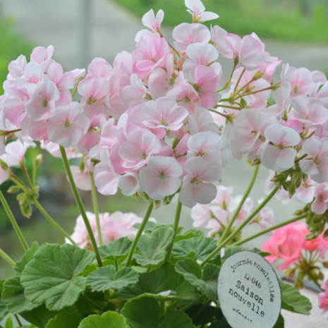 🌸Geranium - Happiness Is Around You