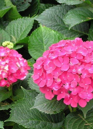 Hydrangea Seed: Unlock Nature's Beauty