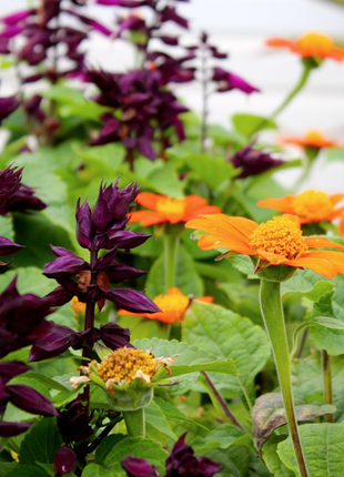 Maroon-Purple Salvia Splendens Ornamental Flower Seeds