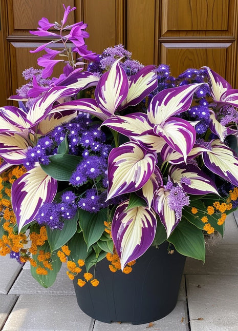 Caladium (Caladium 'Moonlight')