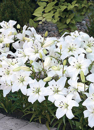 Carpet Border Lily