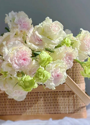 Eustoma-Ice cream Curls-Graceful Elegance in Every Petal