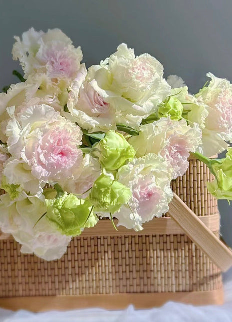 Eustoma-Ice cream Curls-Graceful Elegance in Every Petal