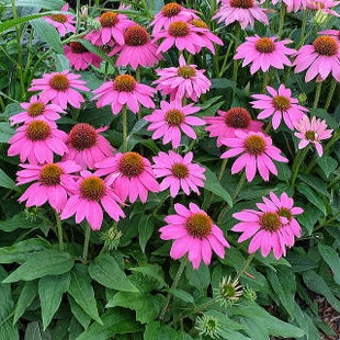 Purple Coneflower Seeds Echinacea Purpurea Seeds