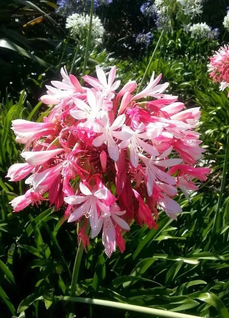 🔥🔥Agapanthus africanus 'pink'