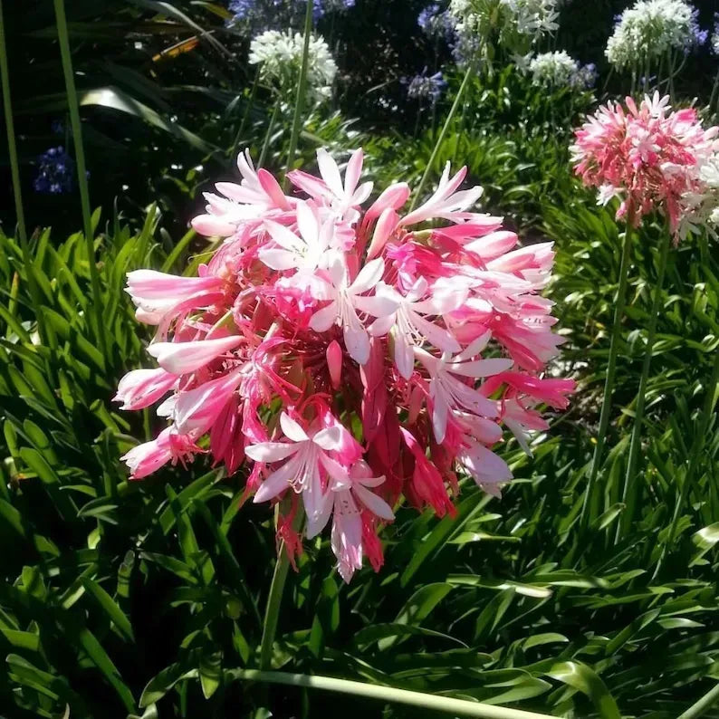 🔥🔥Agapanthus africanus 'pink'
