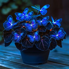 Collection image for: Begonia