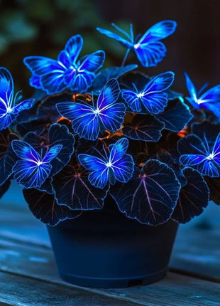 Begonia 'Moonlight Butterfly'