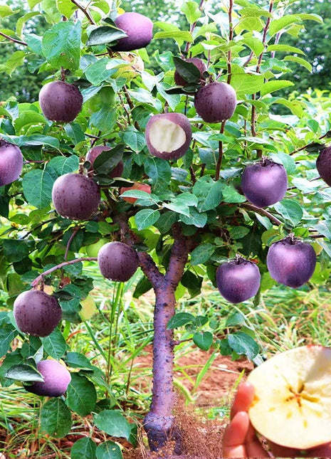 Rare Black Diamond Apple Seeds