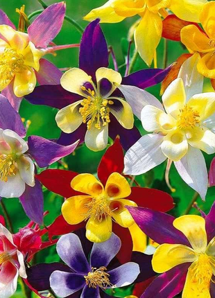Columbine Seeds - Macana Giant Mix
