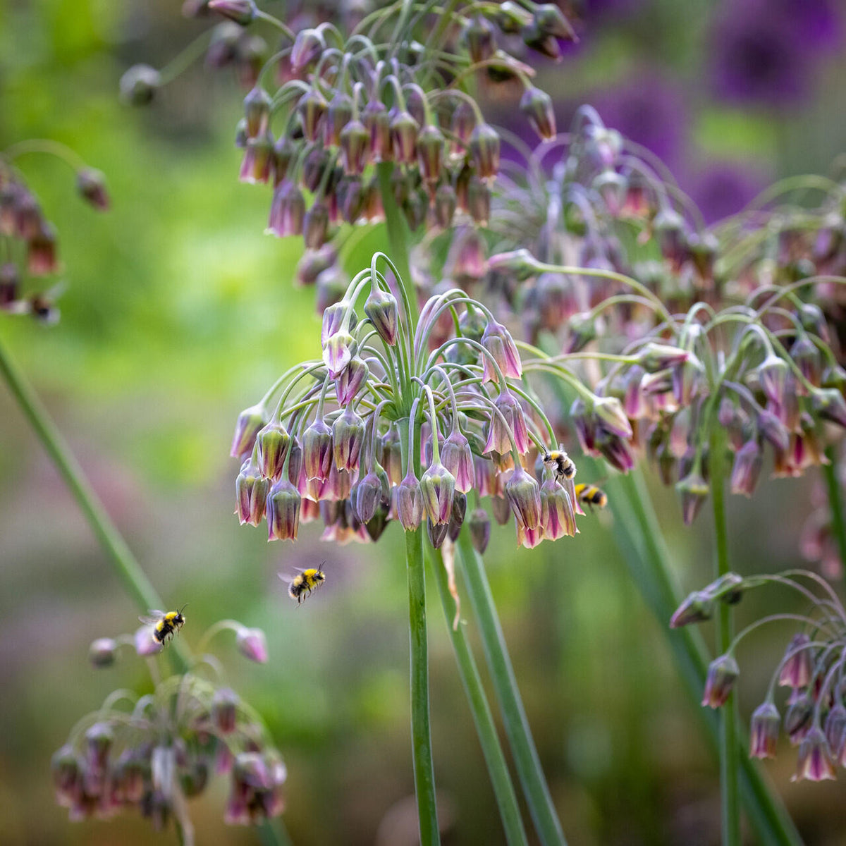 Sicilian Honey Garlic (Bee Lily) Seeds