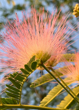Silktree Albizziae Flower
