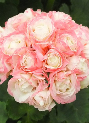 Apple Blossom Geranium Seeds