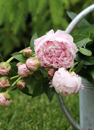 🌺 The Queen of Flowers—Double Petaled Piani