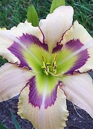 Daylily Hybrid Flowers Seed