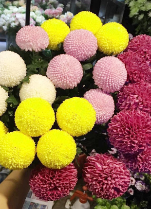 🏵️Colorful Ping Pong Chrysanthemum Seeds