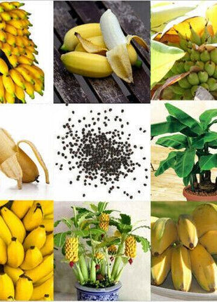 30pcs Dwarf Banana Seeds Bonsai Tree Tropical Fruit Seeds Balcony Home Plants