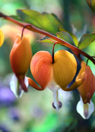 Ocean Bleeding Heart Seeds ~ Dicentra Spectabilis ~ Gifts ~ Grow Your Own ~ Spring Flowers