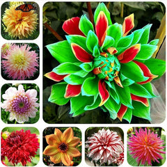 Collection image for: Dahlia