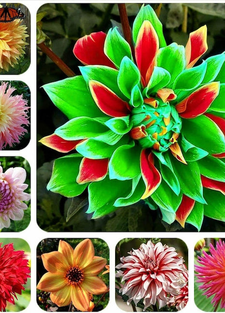Dahlia Double Mix Rainbow Colour Decorate Your Garden