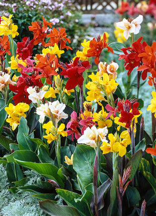 Tall Canna Greenleaf Mixture