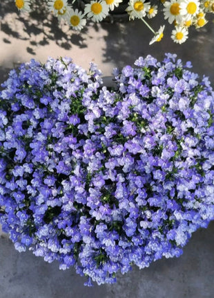 Lobelia Seeds - One of the best edging plants
