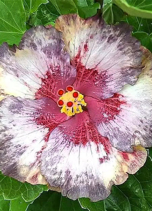 Mixed Giant Ombre Hibiscus Exotic Coral Flowers Seeds
