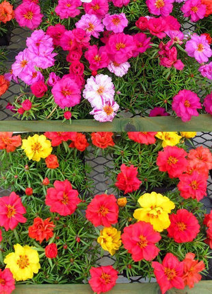 10000 Pcs Muti-color Double Petal Sun Flower Seeds