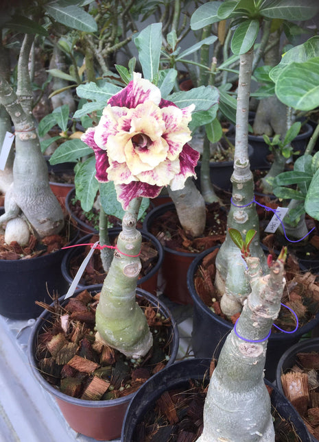 Golden Year Desert Rose