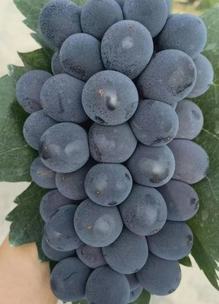 Kyoho Grape Seeds