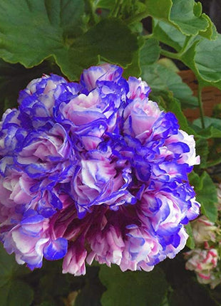 Rare 'Night Blue' Geranium Seeds Appleblossom Rosebud Pelargonium Perennial
